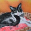 Decora tu habitación con un retrato de tu mascota  🐱🐶